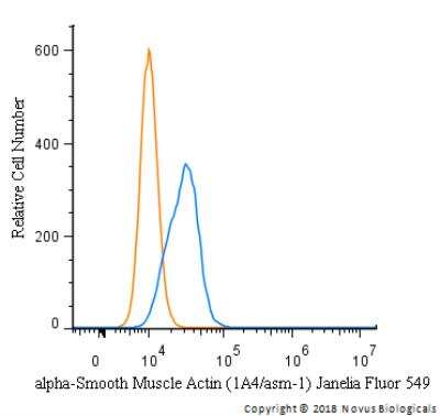 alpha-Smooth Muscle Actin Antibody (1A4/asm-1) - BSA Free