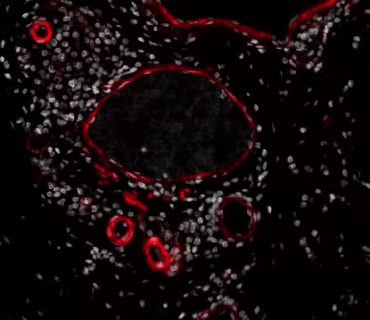 alpha-Smooth Muscle Actin Antibody (1A4/asm-1) [DyLight 594]