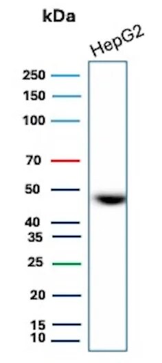 EMMPRIN/CD147 Antibody (8D6) Western Blot: EMMPRIN/CD147 Antibody (8D6) [NBP2-33015] -