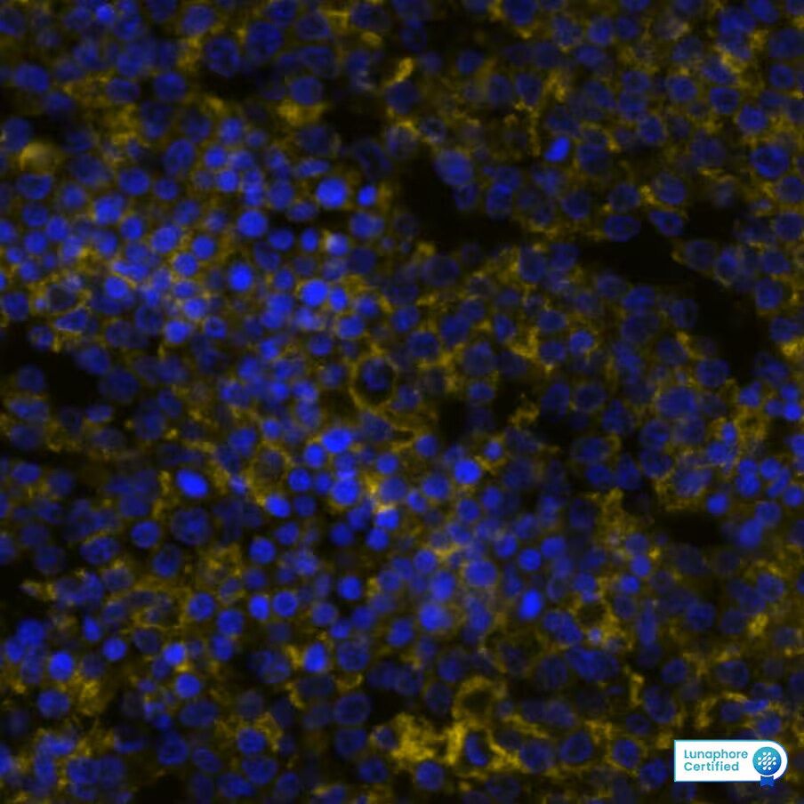B7-1/CD80 Antibody (62N3G8) - Azide and BSA Free B7-1/CD80 Antibody (62N3G8) - BSA Free