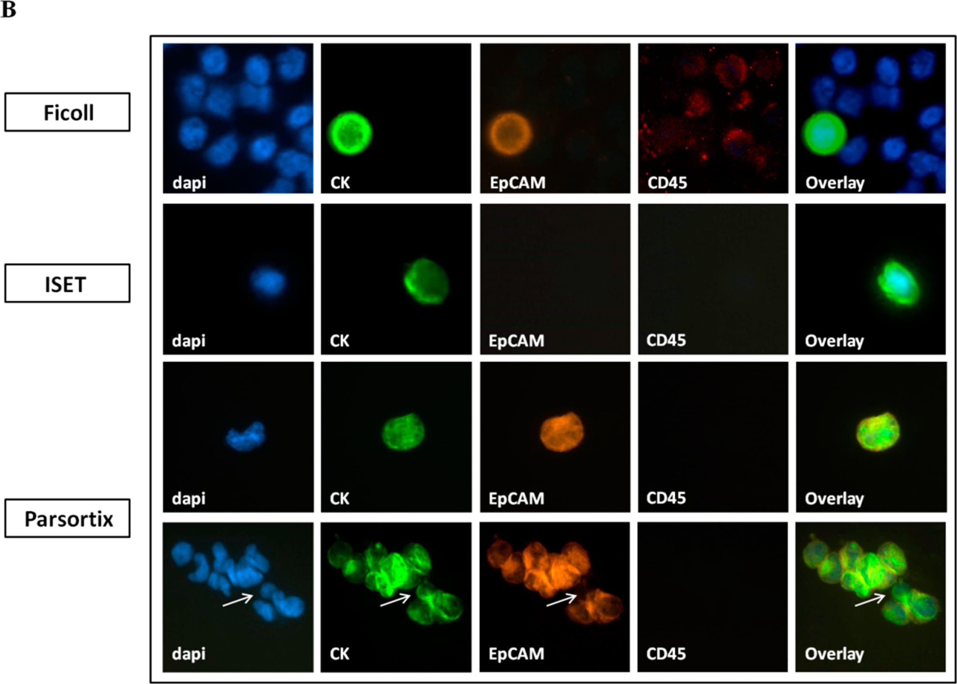 EpCAM/TROP1 Antibody (VU-1D9) - Azide and BSA Free