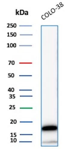 Melan-A/MART-1 Antibody (M2-7C10) - Azide and BSA Free Western Blot: Melan-A/MART-1 Antibody (M2-7C10) - Azide and BSA Free [NBP2-33148] -