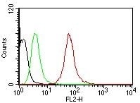 Cytokeratin, pan Antibody (AE-1/AE-3) - Azide and BSA Free Flow Cytometry: Cytokeratin, pan Antibody (AE-1/AE-3) - Azide and BSA Free [NBP2-33200] -