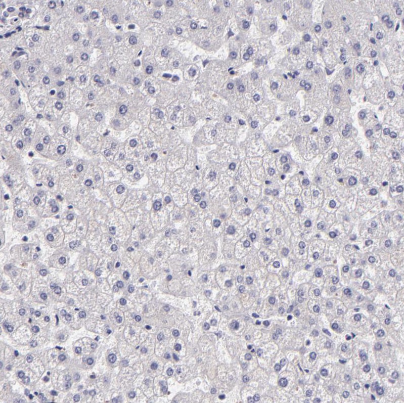 EGF-L6 Antibody - BSA Free Immunohistochemistry-Paraffin: EGF-L6 Antibody [NBP2-33282]