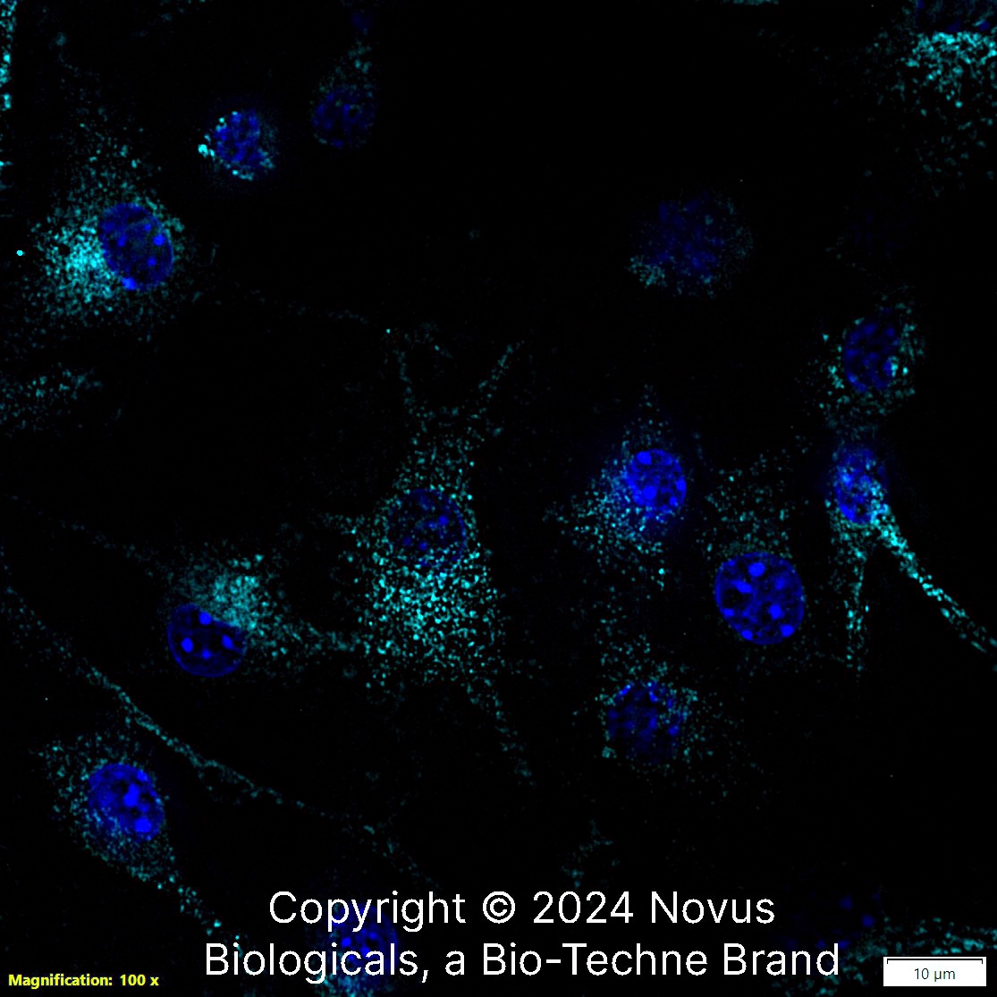 CD68/SR-D1 Antibody (FA-11) [Alexa Fluor® 647]