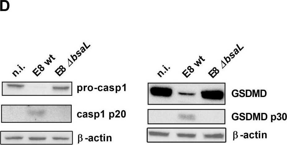 GSDMDC1 Antibody