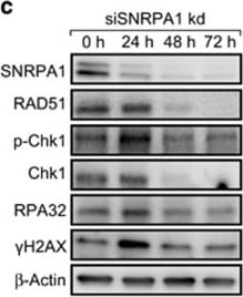 SNRPA1 Antibody
