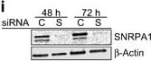 SNRPA1 Antibody