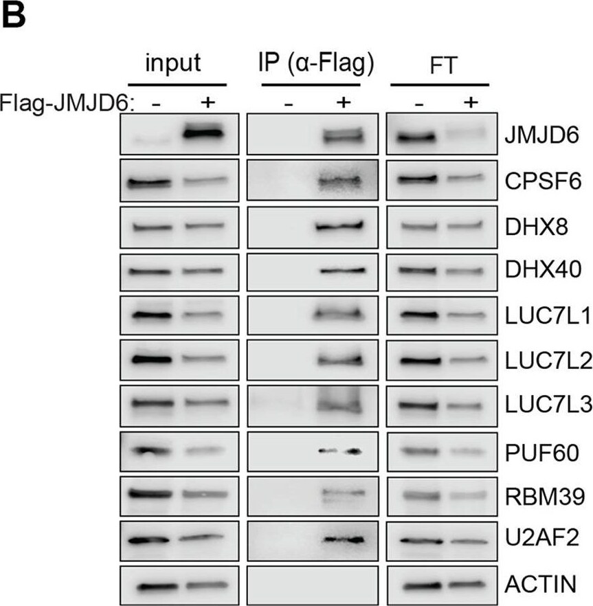 LUC7L2 Antibody - BSA Free