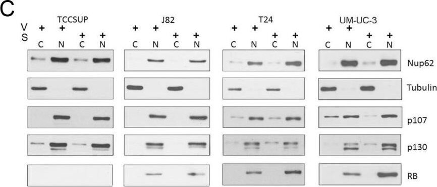 p107 Antibody