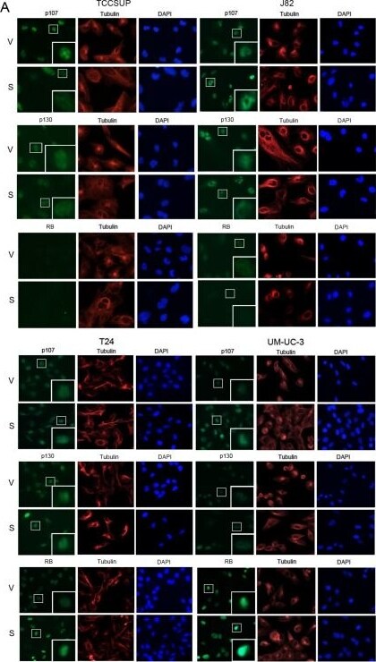 p107 Antibody