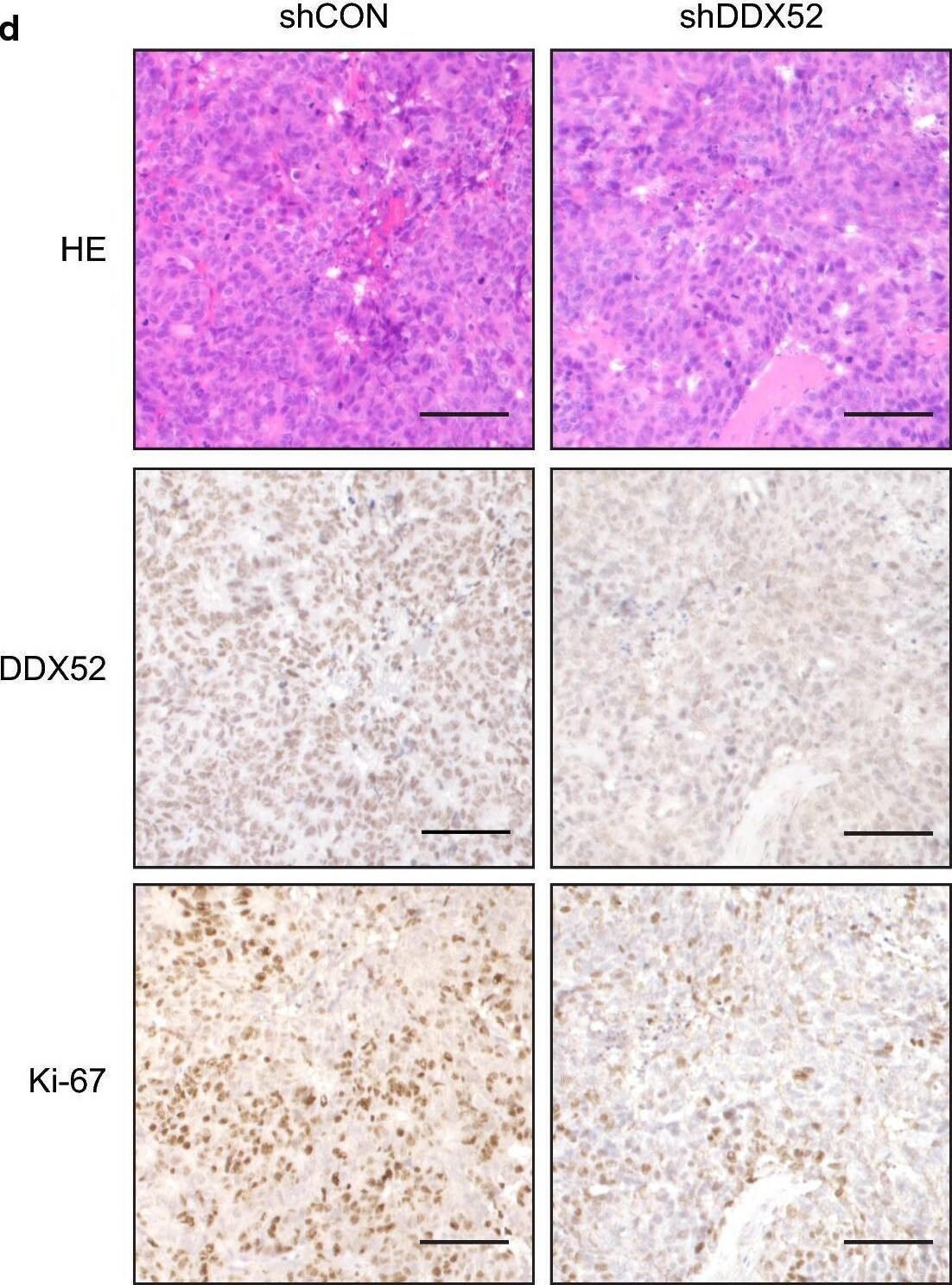 DDX52 Antibody - BSA Free