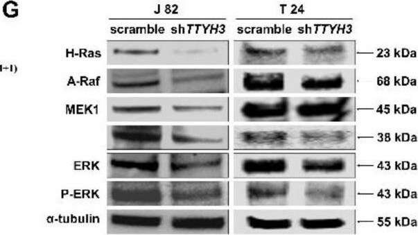 FGFR1 Antibody - BSA Free