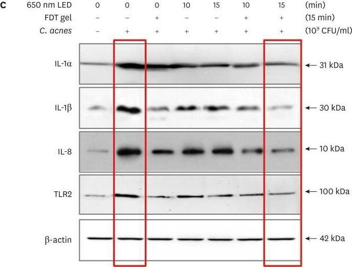 CXCL8/IL-8 Antibody - BSA Free