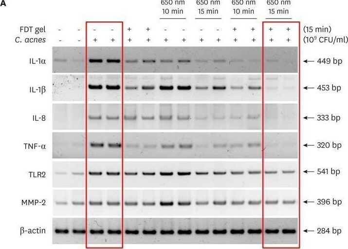 CXCL8/IL-8 Antibody - BSA Free
