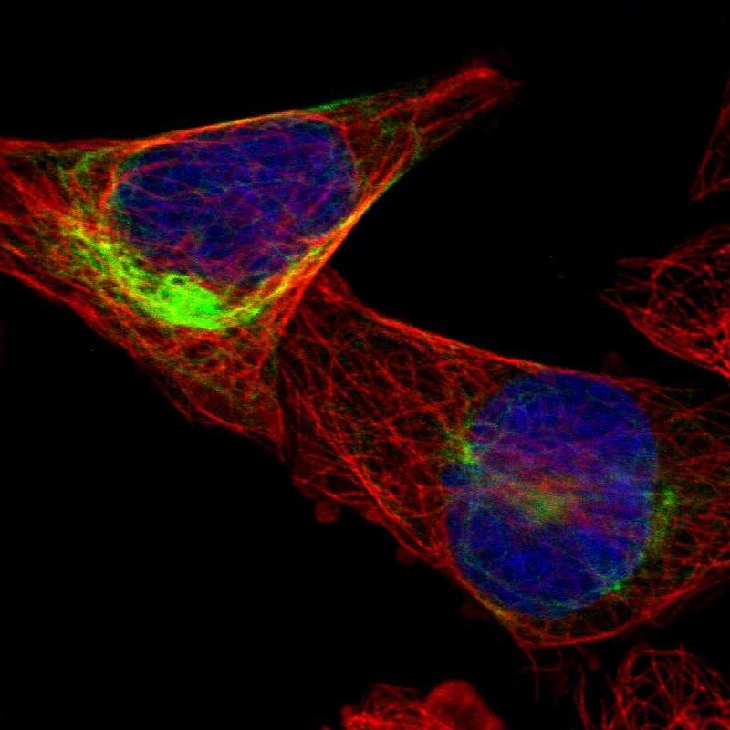 FAM174B Antibody - BSA Free Immunocytochemistry/ Immunofluorescence: FAM174B Antibody [NBP2-33873]