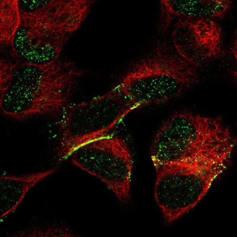 FRMD3 Antibody - BSA Free Immunocytochemistry/ Immunofluorescence: FRMD3 Antibody [NBP2-33879]