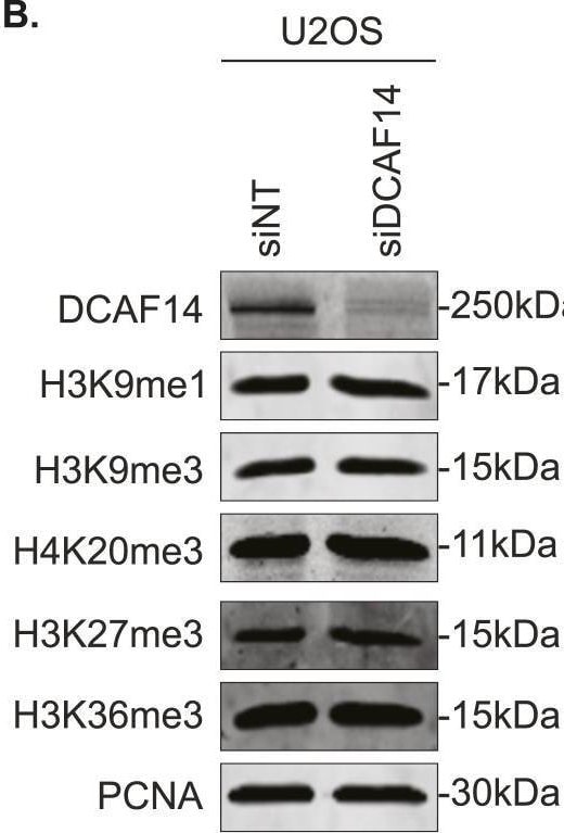 PHIP Antibody - BSA Free