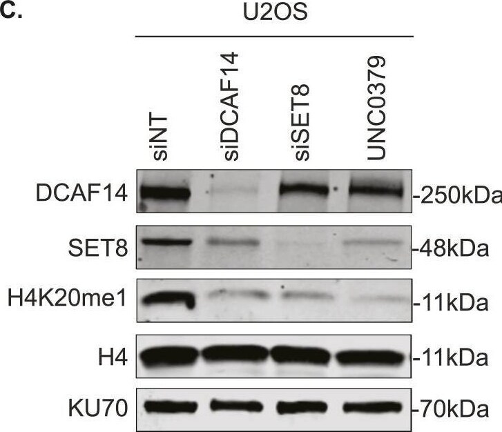 PHIP Antibody - BSA Free