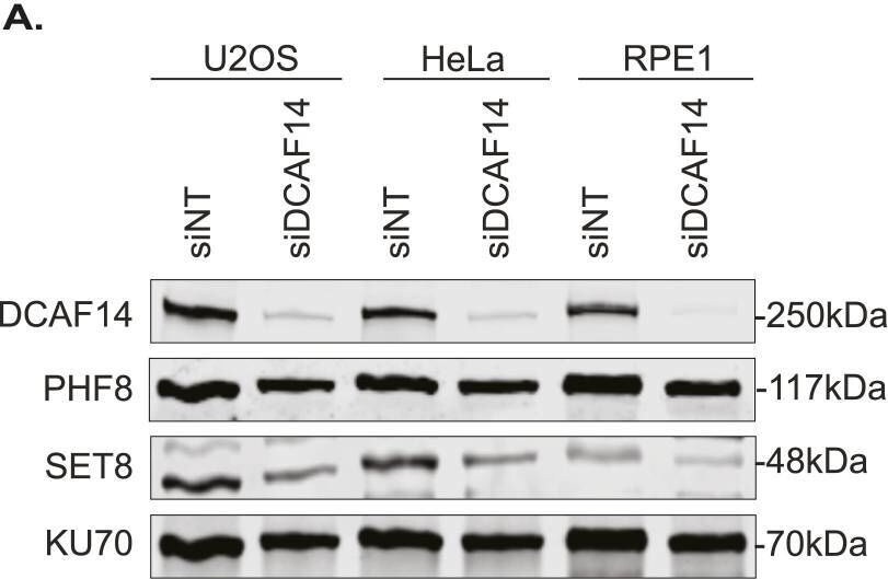 PHIP Antibody - BSA Free