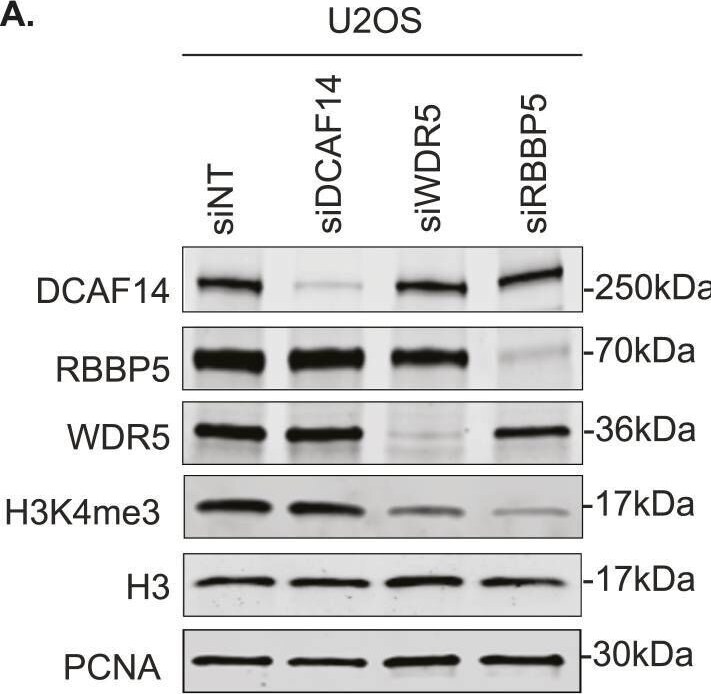 PHIP Antibody - BSA Free