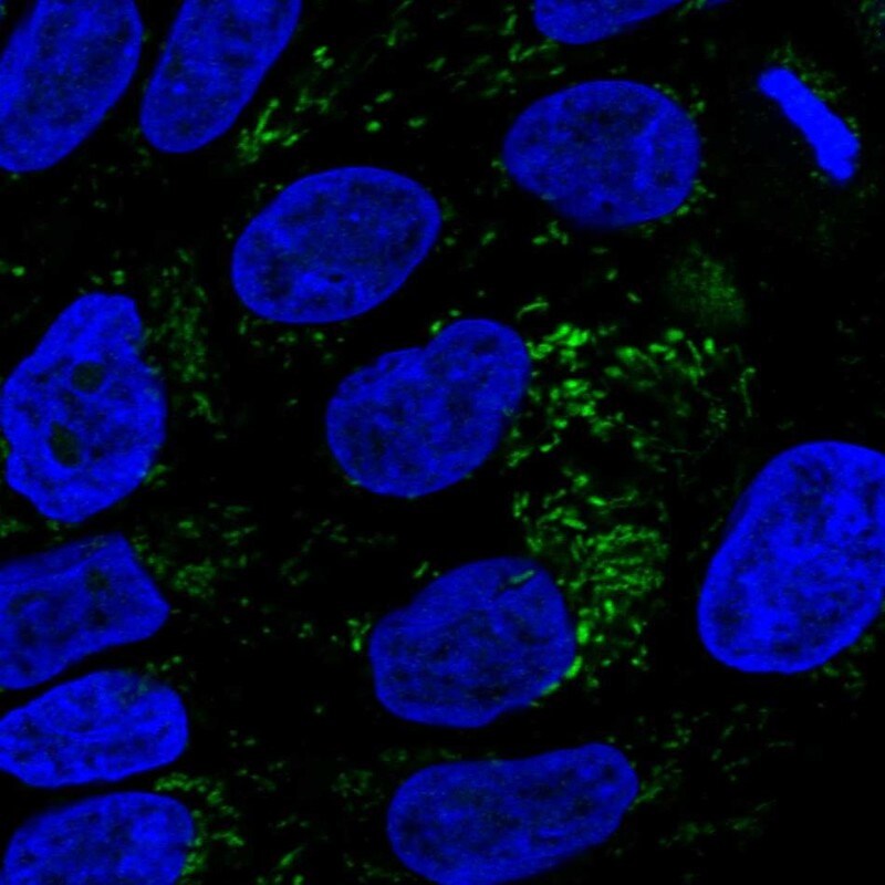 HMGCS2 Antibody - BSA Free Immunocytochemistry/ Immunofluorescence: HMGCS2 Antibody [NBP2-33908]