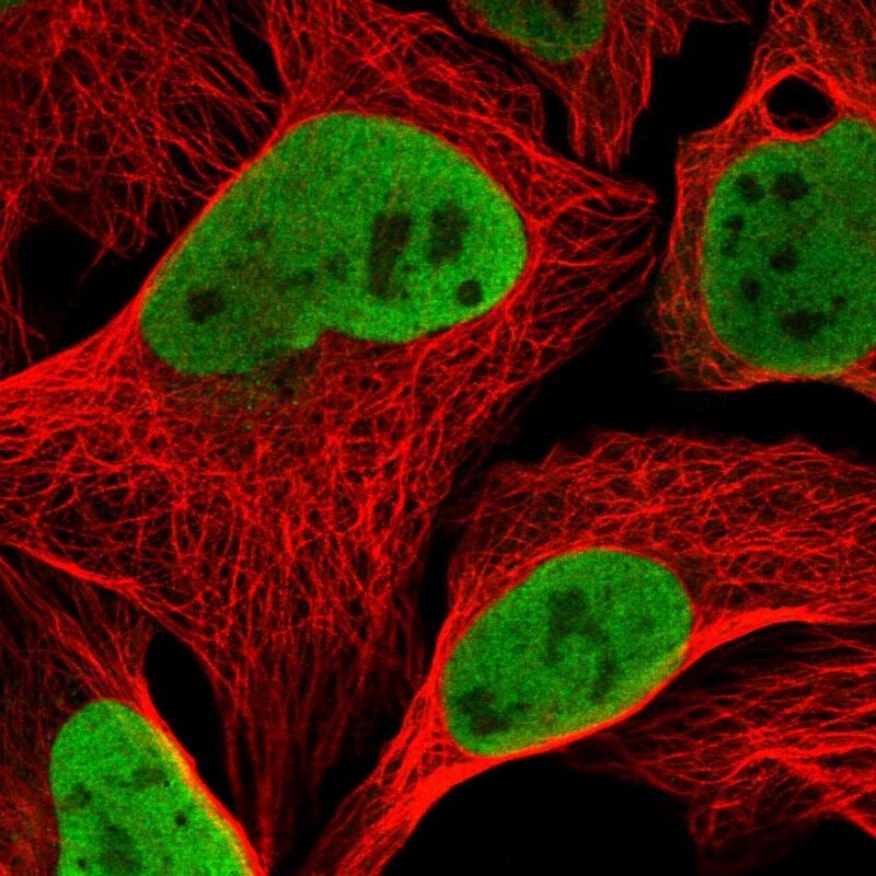 NASP Antibody - BSA Free Immunocytochemistry/ Immunofluorescence: NASP Antibody [NBP2-33910]