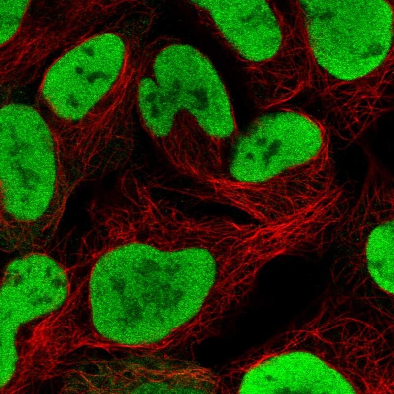 NASP Antibody - BSA Free Immunocytochemistry/ Immunofluorescence: NASP Antibody [NBP2-33929]