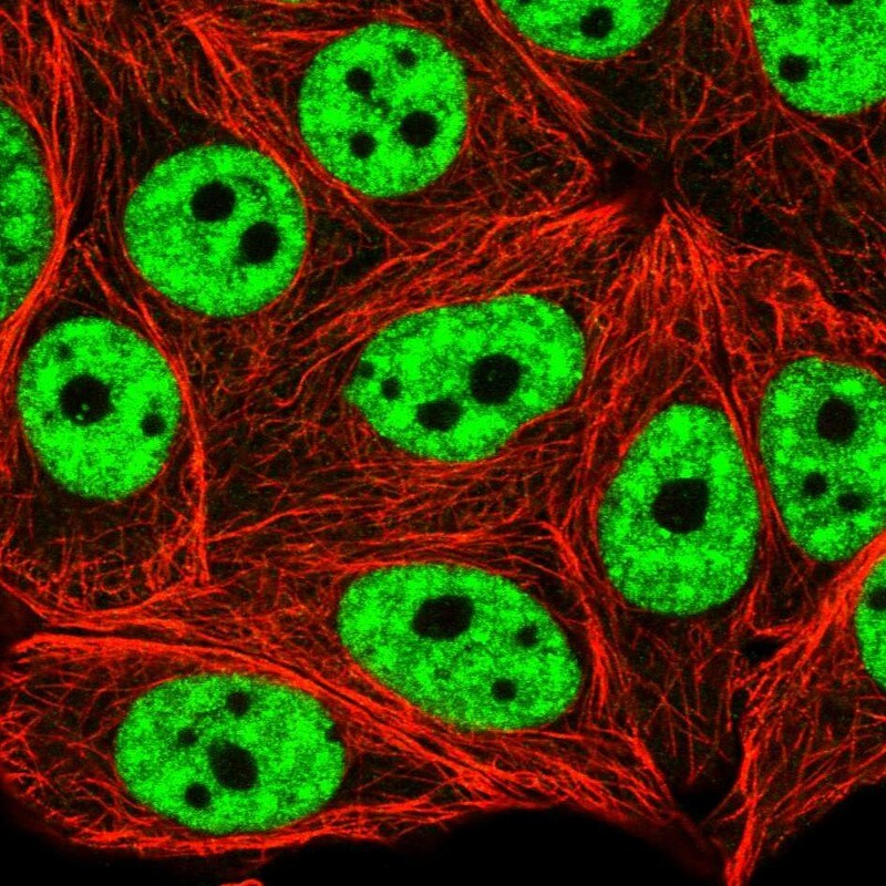 MCM2 Antibody - BSA Free Immunocytochemistry/ Immunofluorescence: MCM2 Antibody [NBP2-33953]