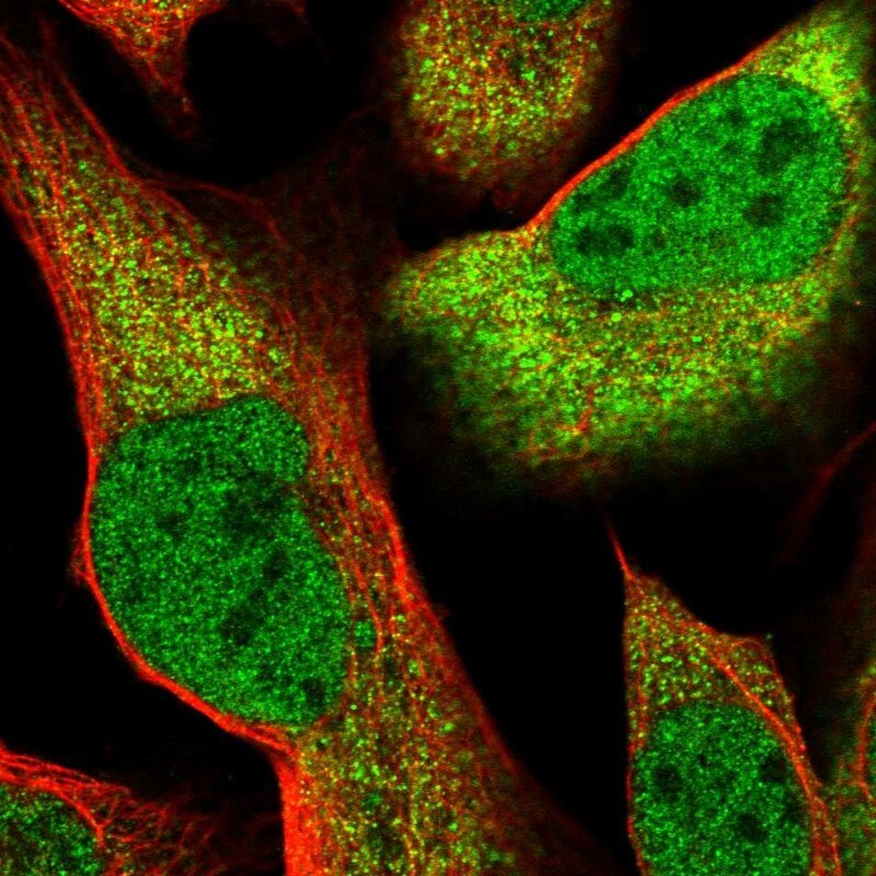 CLNS1A Antibody - BSA Free Immunocytochemistry/ Immunofluorescence: CLNS1A Antibody [NBP2-33958]