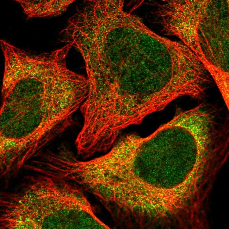 CLNS1A Antibody - BSA Free Immunocytochemistry/ Immunofluorescence: CLNS1A Antibody [NBP2-33964]