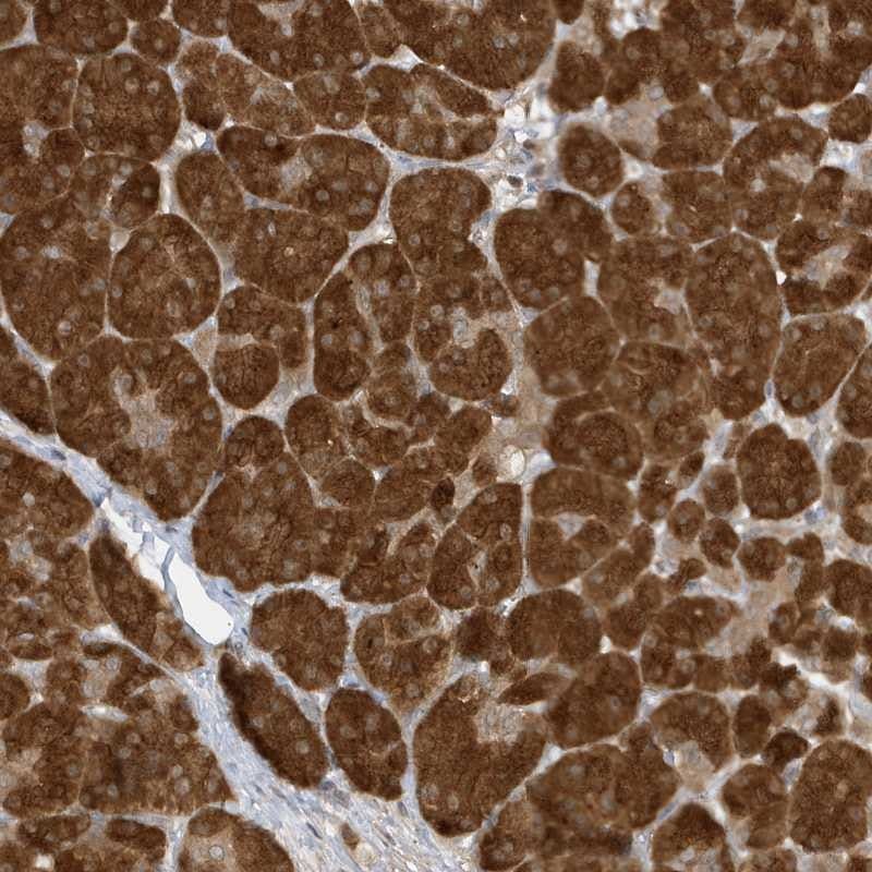 NAP1 Antibody - BSA Free Immunohistochemistry-Paraffin: NAP1 Antibody [NBP2-33985]