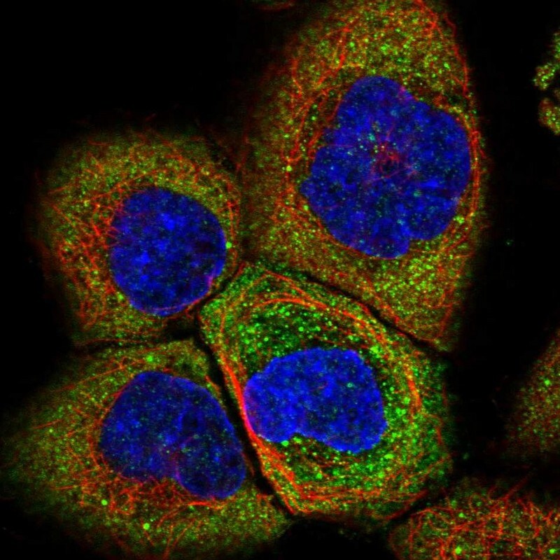IMP2/IGF2BP2 Antibody - BSA Free Immunocytochemistry/ Immunofluorescence: IMP2/IGF2BP2 Antibody [NBP2-33992]