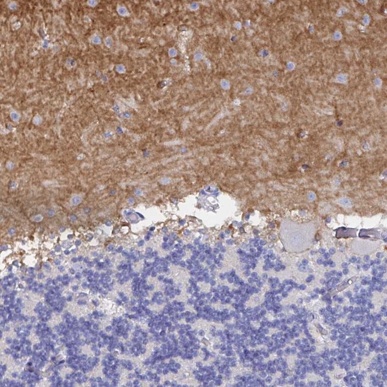 GluR1 Antibody - BSA Free Immunohistochemistry: GluR1 Antibody - BSA Free [NBP2-33996]