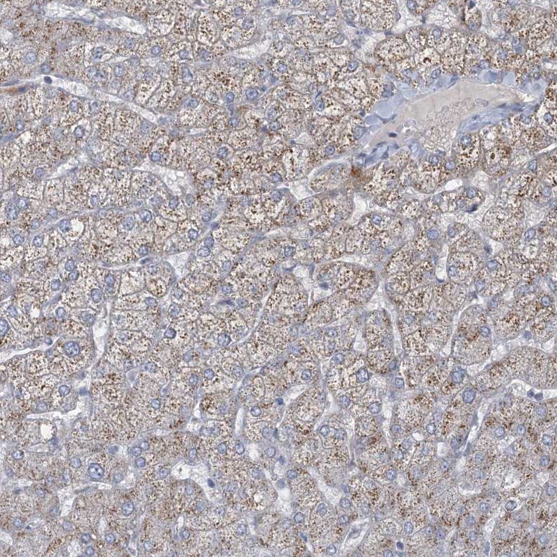 CCDC14 Antibody - BSA Free Immunohistochemistry-Paraffin: CCDC14 Antibody [NBP2-33998]