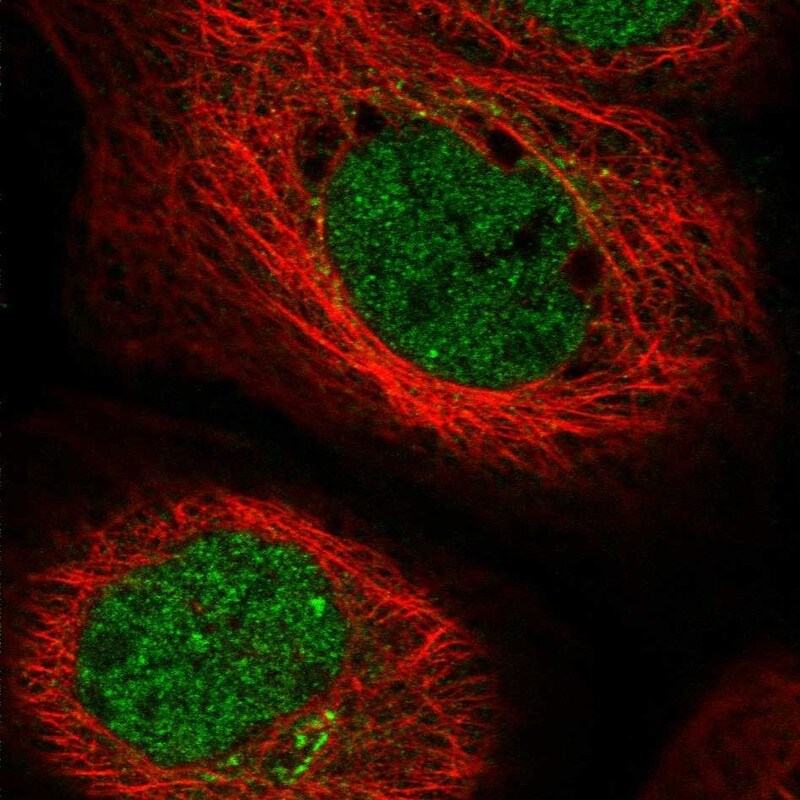 EXOD1 Antibody - BSA Free Immunocytochemistry/ Immunofluorescence: EXOD1 Antibody [NBP2-34000]