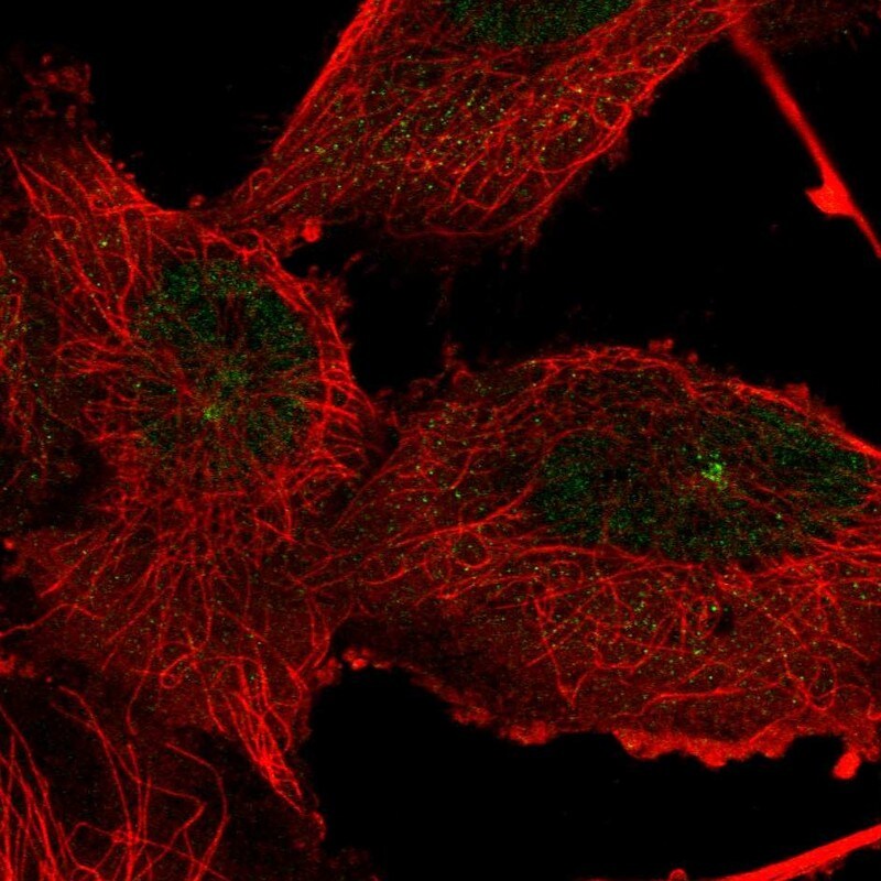 TTC21A Antibody - BSA Free Immunocytochemistry/ Immunofluorescence: TTC21A Antibody [NBP2-34008]