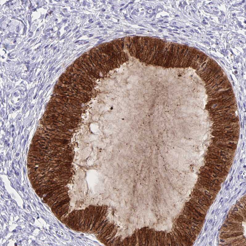 Thyrotropin Releasing Hormone Antibody - BSA Free Immunohistochemistry-Paraffin: Thyrotropin Releasing Hormone Antibody [NBP2-34014]