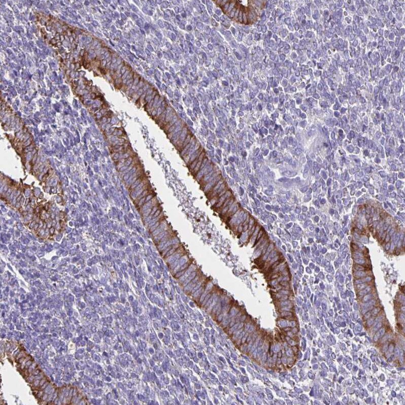 Thyrotropin Releasing Hormone Antibody - BSA Free Immunohistochemistry-Paraffin: Thyrotropin Releasing Hormone Antibody [NBP2-34014]