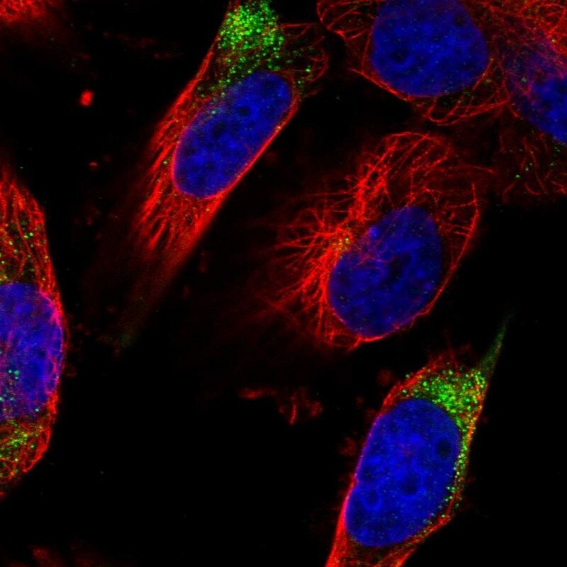 DPP3 Antibody - BSA Free Immunocytochemistry/ Immunofluorescence: DPP3 Antibody [NBP2-34021]