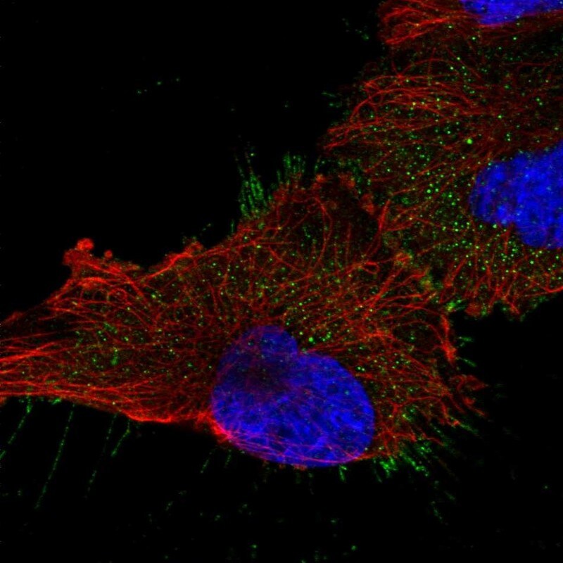 UBASH3B/STS1/Tula-2 Antibody - BSA Free Immunocytochemistry/ Immunofluorescence: UBASH3B/STS1/Tula-2 Antibody [NBP2-34053]