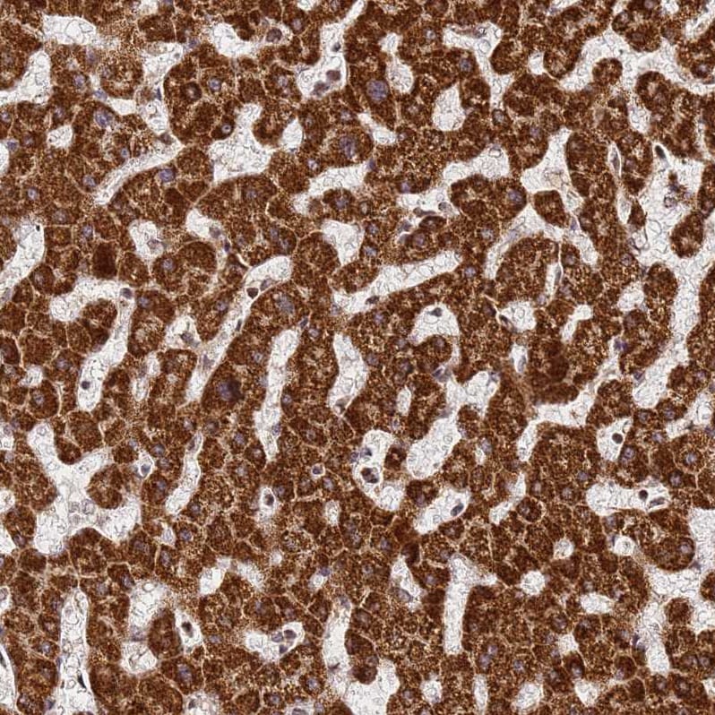 HSP10/EPF Antibody - BSA Free Immunohistochemistry-Paraffin: HSP10/EPF Antibody [NBP2-34055]