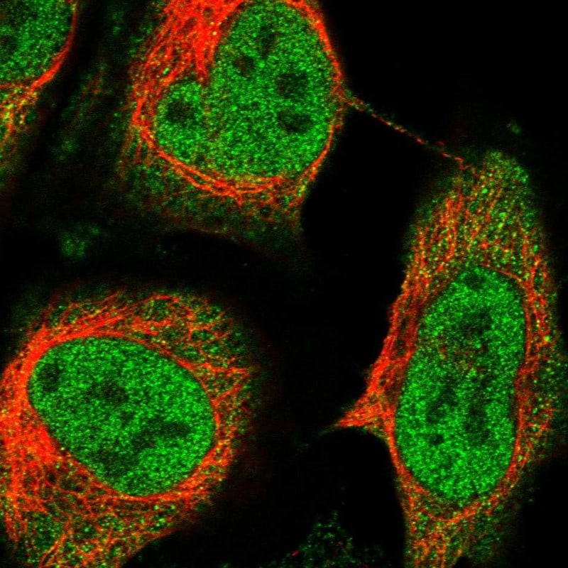 RelB Antibody - BSA Free Immunocytochemistry/ Immunofluorescence: RelB Antibody [NBP2-34064]