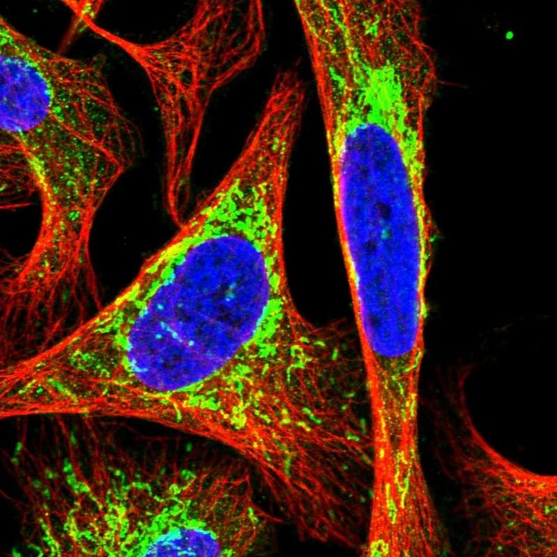 Pyruvate Dehydrogenase E2 Antibody - BSA Free Immunocytochemistry/ Immunofluorescence: Pyruvate Dehydrogenase E2 Antibody [NBP2-34065]