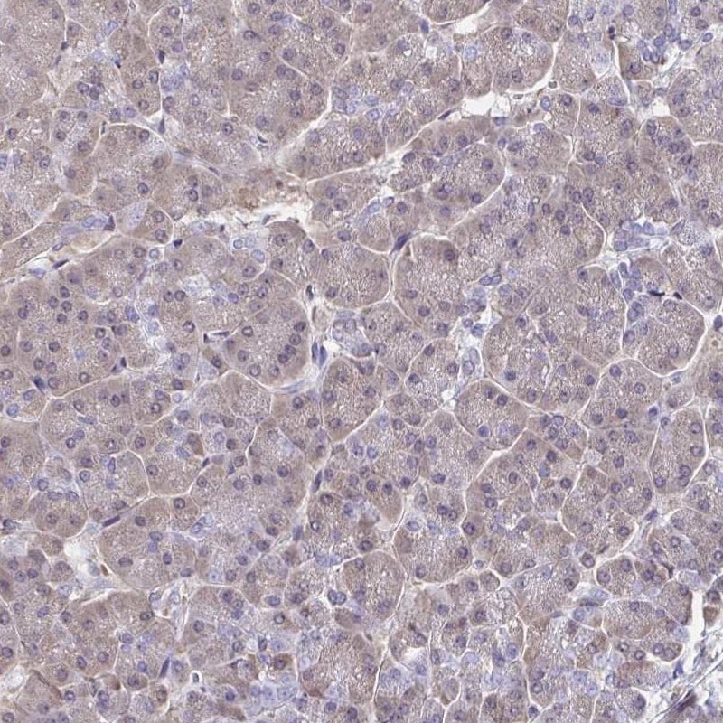 hnRNP-Q Antibody - BSA Free Immunohistochemistry-Paraffin: hnRNP-Q Antibody [NBP2-34068]