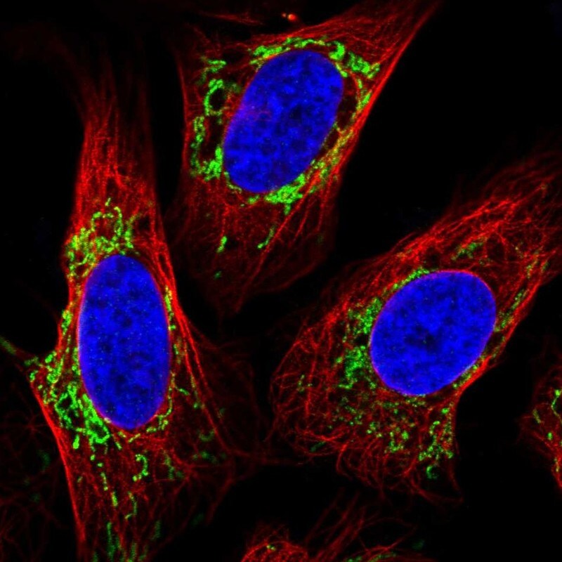TMEM246 Antibody - BSA Free Immunocytochemistry/ Immunofluorescence: TMEM246 Antibody [NBP2-34188]