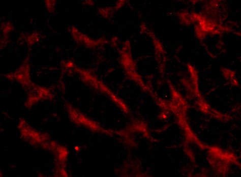 TWEAK R/TNFRSF12 Antibody - BSA Free