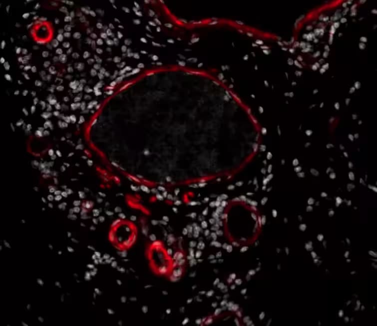 alpha-Smooth Muscle Actin Antibody (1A4/asm-1) [Alexa Fluor® 405]