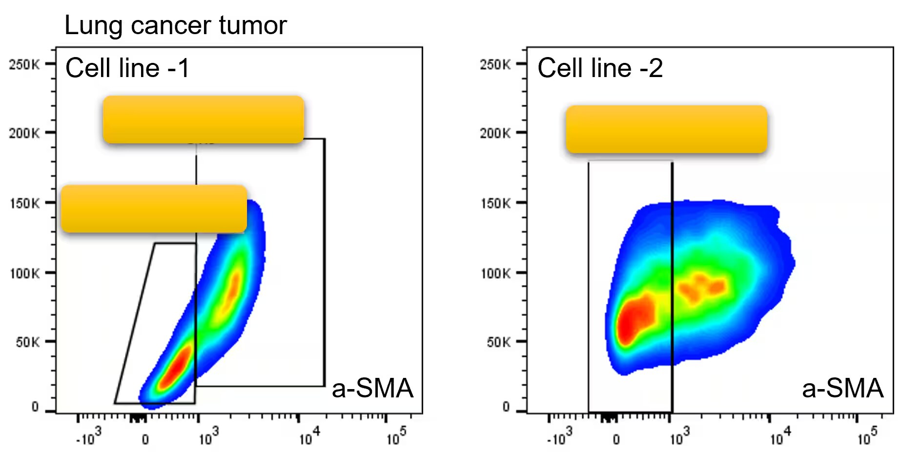 alpha-Smooth Muscle Actin Antibody (1A4/asm-1) [PerCP]