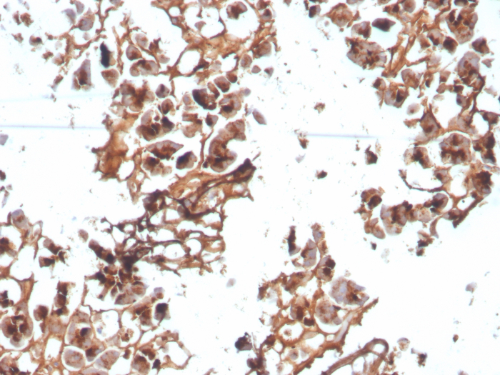 EPX Antibody (AHE-1) - Azide and BSA Free